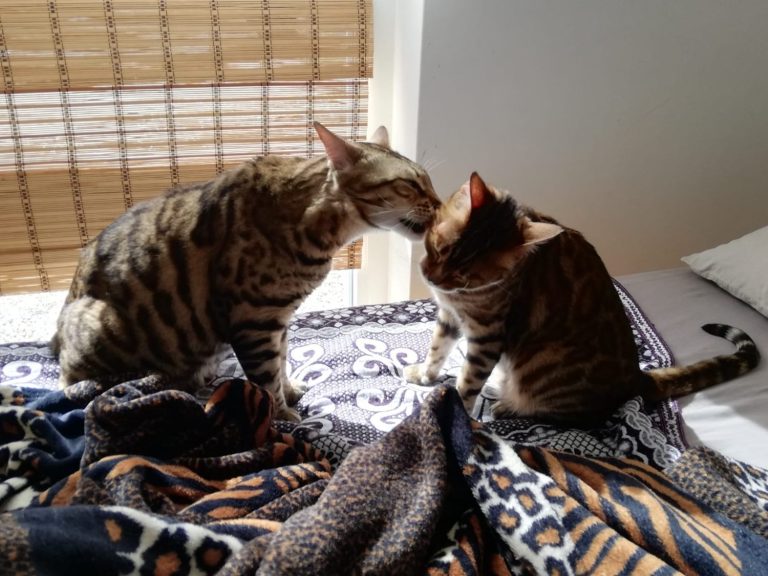 Zwei Bengalkater sitzen am Bett, einer putzt den anderen