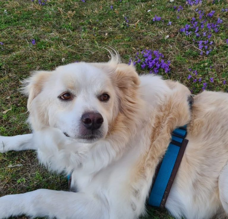 Ein weißer Hund in der Wiese neben Veilchen