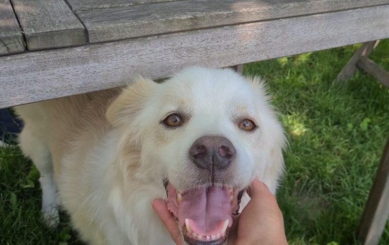 Hund Juri schaut freudig in die Kamera