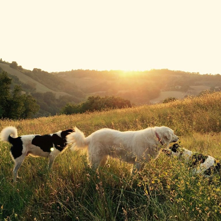 Drei Hunde auf einer Wiese bei Sonnenuntergang