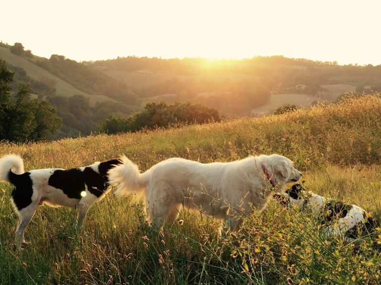 Drei Hunde auf einer Wiese bei Sonnenuntergang