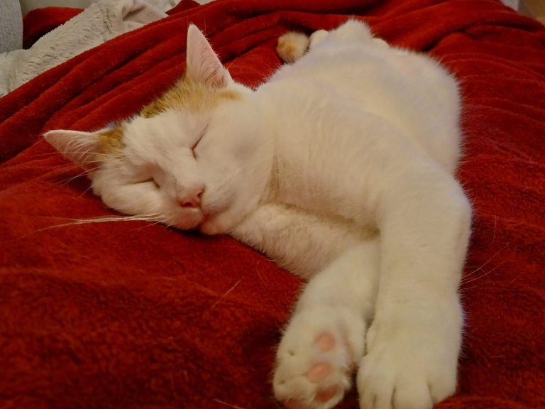 Eine weiße Katze liegt langgestreckt auf den Beinen ihrer Halterin