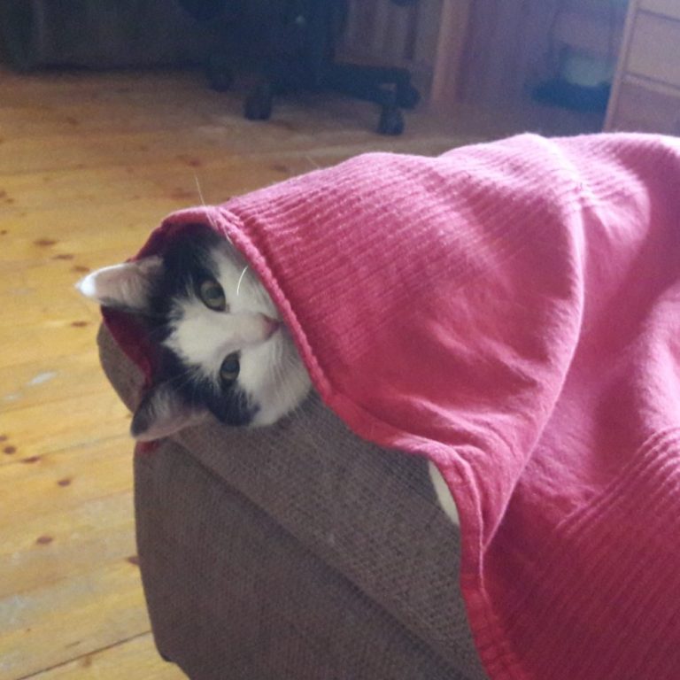 Unsere Katze Lucy liegt unter einer Decke und schaut mit etwas verrückten Augen heraus