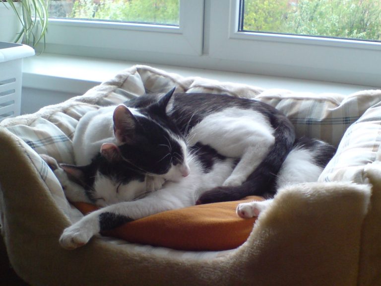 Unsere Katzen liegen übereinander im Körbchen